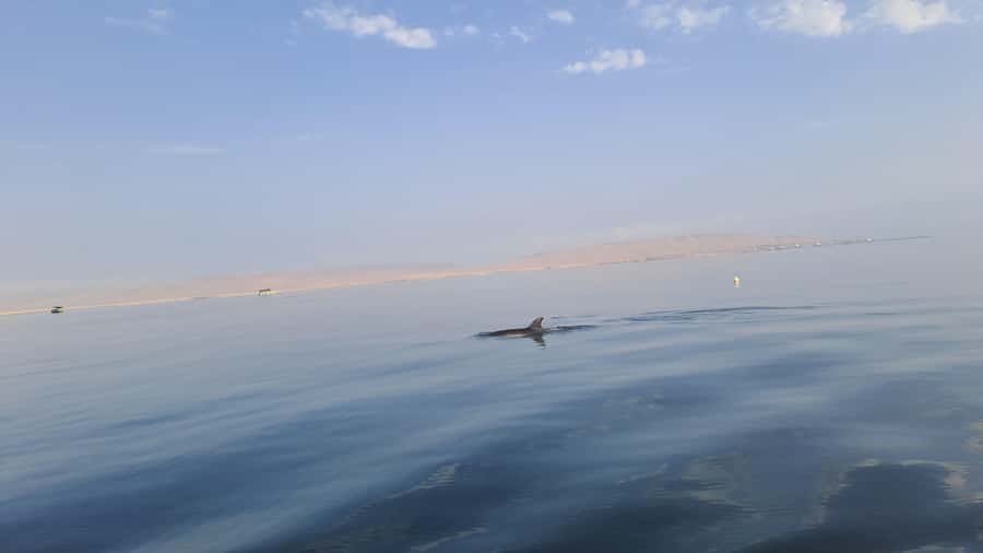 Private Tour: Ballestas Island & Huacachina Oasis, from Lima - Should you book Ballestas Island and Huacachina?