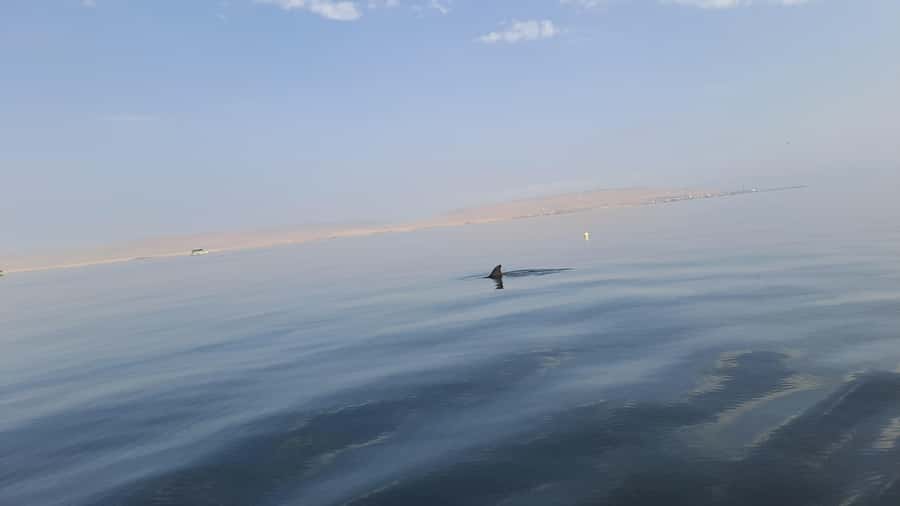 Private Tour: Ballestas Island & Huacachina Oasis, from Lima - Ballestas Island and the Pacific wildlife boat