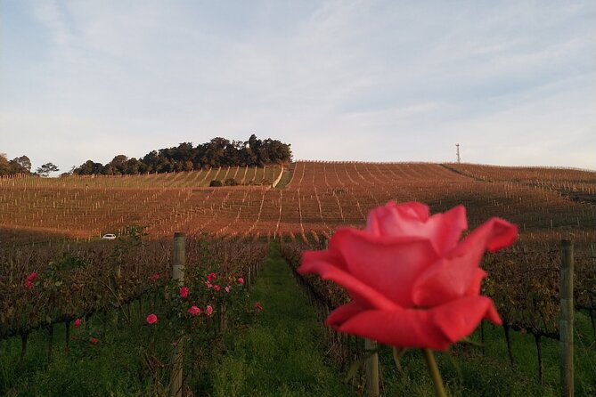 Private Tour to Serra Gaúcha Vineyards - Choosing wineries to fit your taste