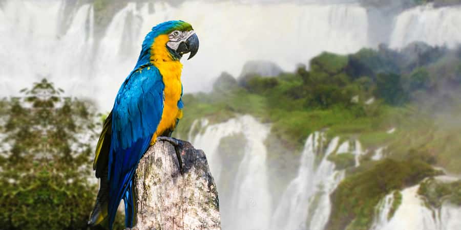 Puerto Iguazu: Iguaza Falls Brazilian Side & Bird Park Tour - Walking through the Bird Park