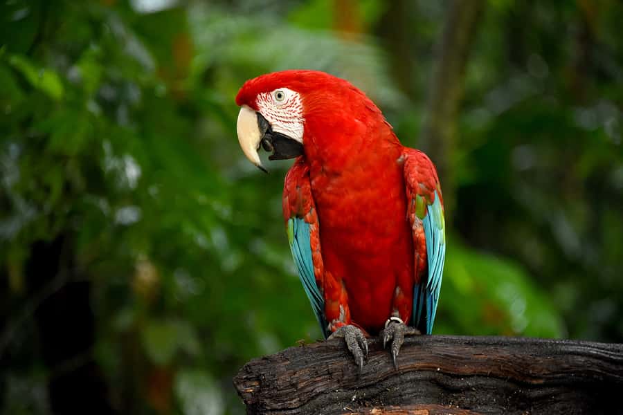 Puerto Iguazu: Iguaza Falls Brazilian Side & Bird Park Tour - Cost, park tickets, and overall value