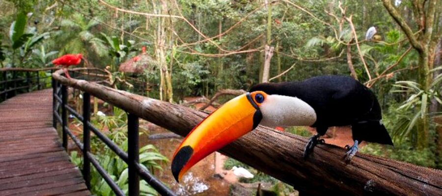 Puerto Iguazu: Iguaza Falls Brazilian Side & Bird Park Tour - Who should book this Brazilian-side day trip