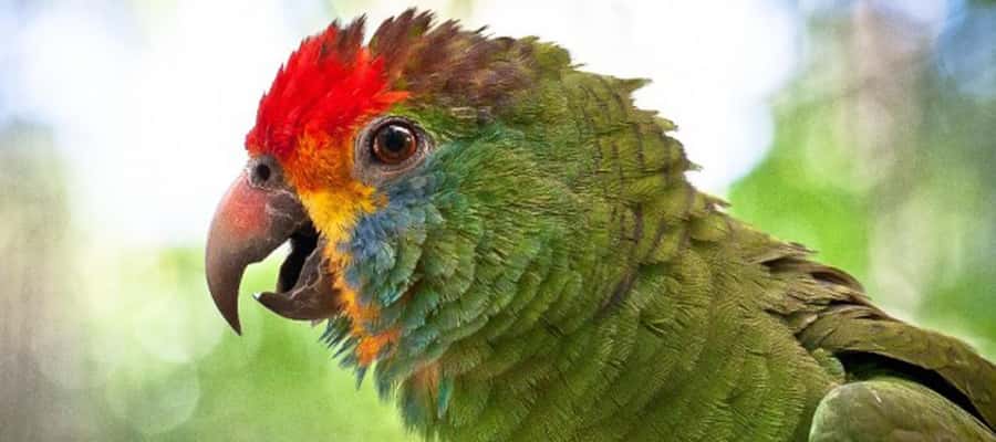 Puerto Iguazu: Iguaza Falls Brazilian Side & Bird Park Tour - FAQ