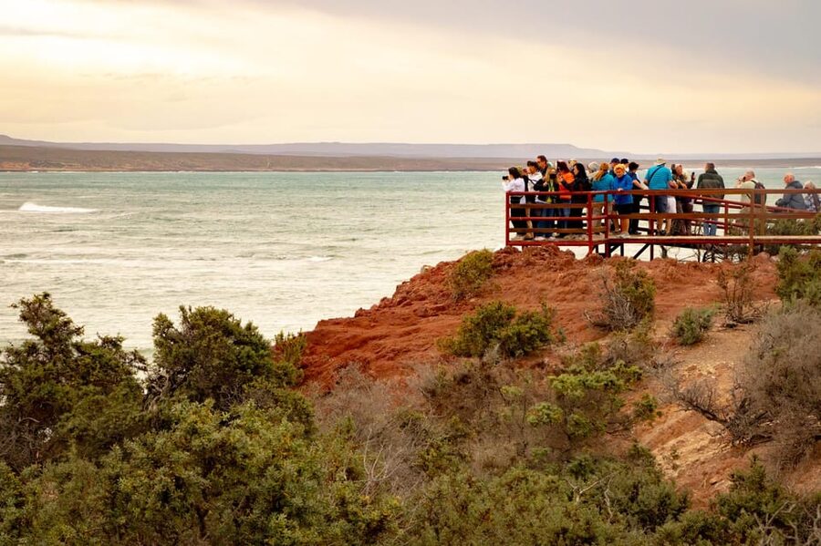 Puerto Madryn: Punta Tombo Walking Among Penguins Experience - Is $120 a fair price?