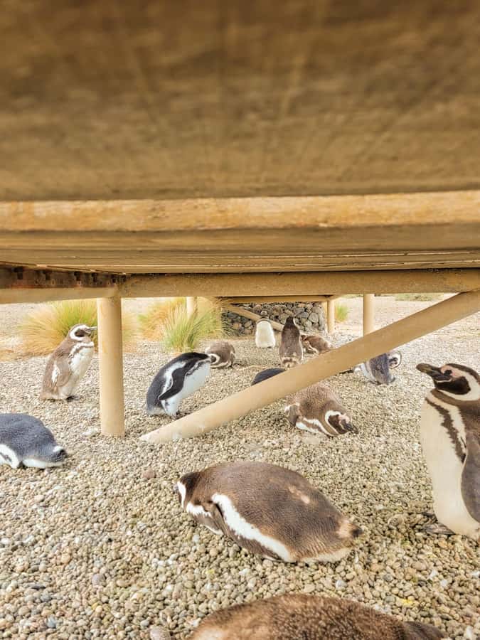 Puerto Madryn: Punta Tombo Walking Among Penguins Experience - The early pickup from Puerto Madryn