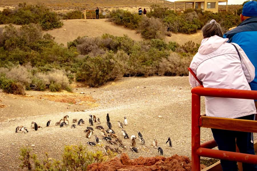 Puerto Madryn: Punta Tombo Walking Among Penguins Experience - The long approach to Punta Tombo