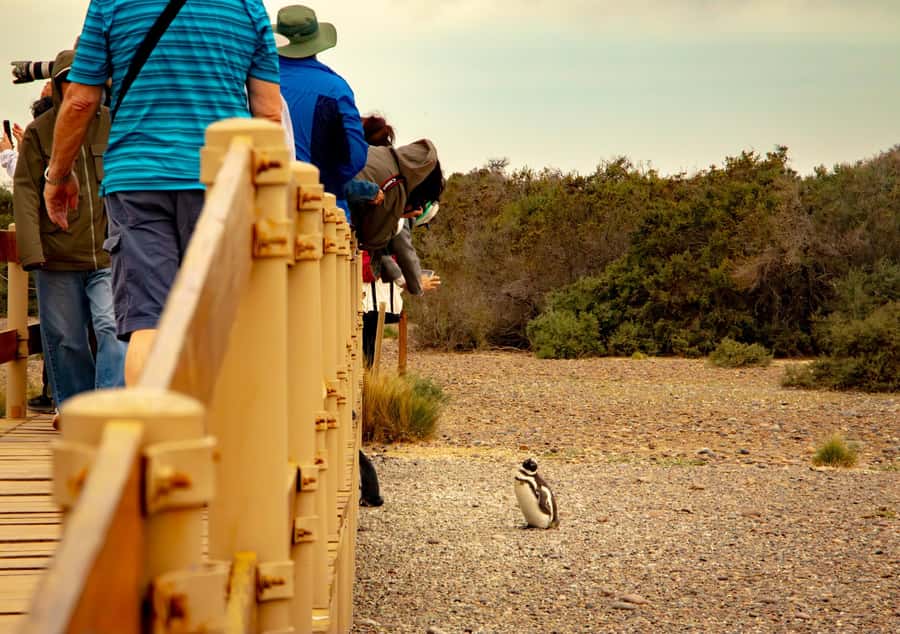 Puerto Madryn: Punta Tombo Walking Among Penguins Experience - What the guides add to the day