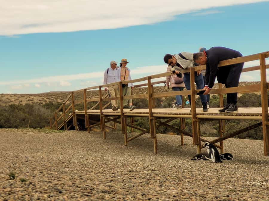 Puerto Madryn: Punta Tombo Walking Among Penguins Experience - A short Trelew photo stop