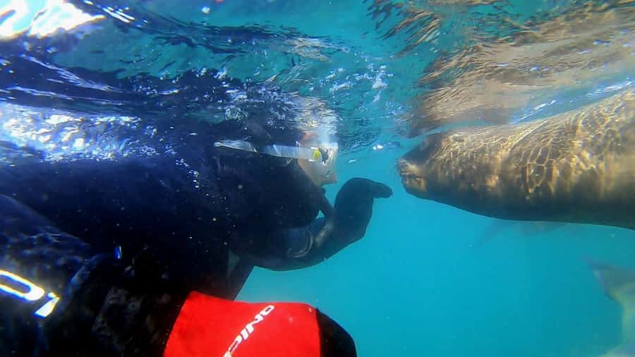 Puerto Madryn: Snorkeling Trip with Sea Lions - Key points at a glance
