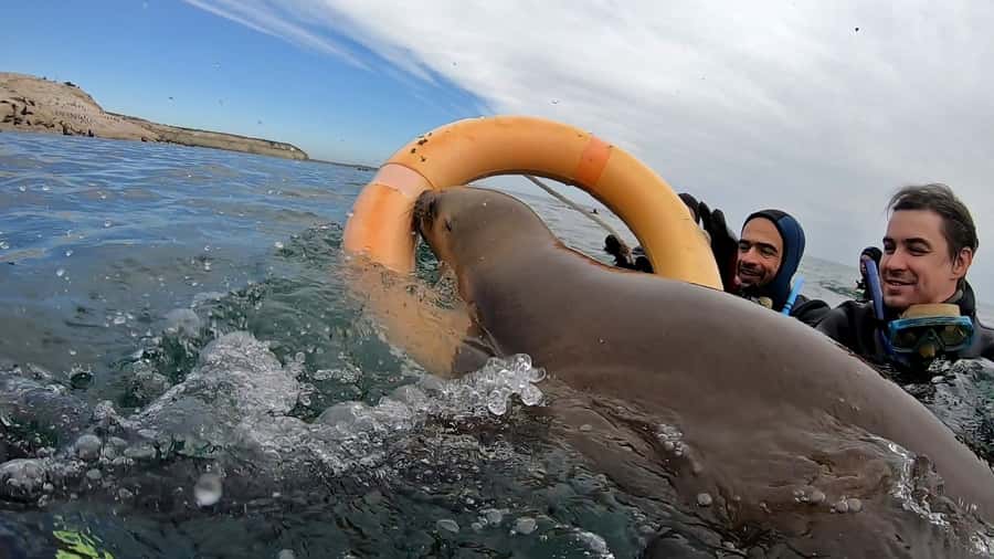 Puerto Madryn: Snorkeling Trip with Sea Lions - Meeting the sea lions in open water
