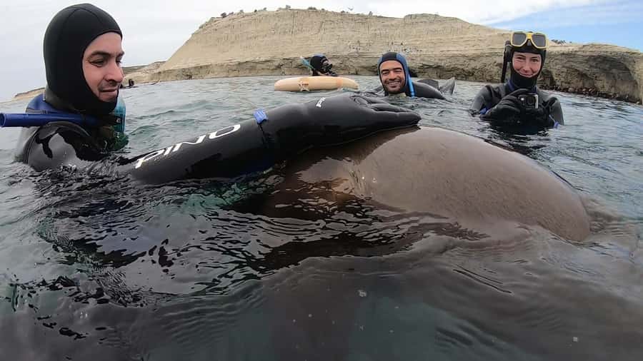 Puerto Madryn: Snorkeling Trip with Sea Lions - The guides and the feel of the group