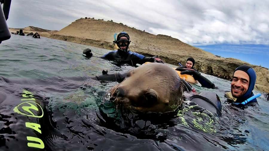 Puerto Madryn: Snorkeling Trip with Sea Lions - Photos and videos after the swim