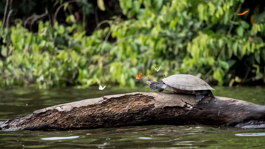 Puerto Maldonado: 2-Day Peruvian Tambopata Jungle Trip - The long walk to Sandoval Lake