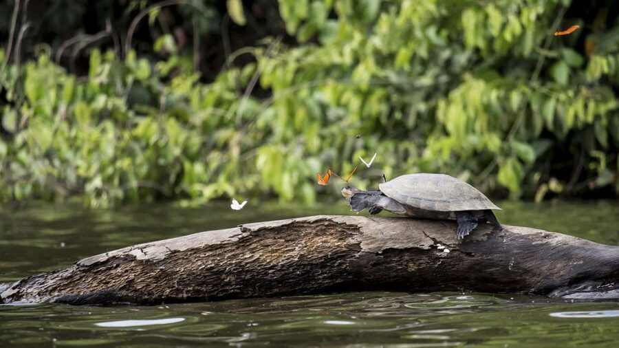Puerto Maldonado: 2-Day Peruvian Tambopata Jungle Trip - How much value do you get for $280?