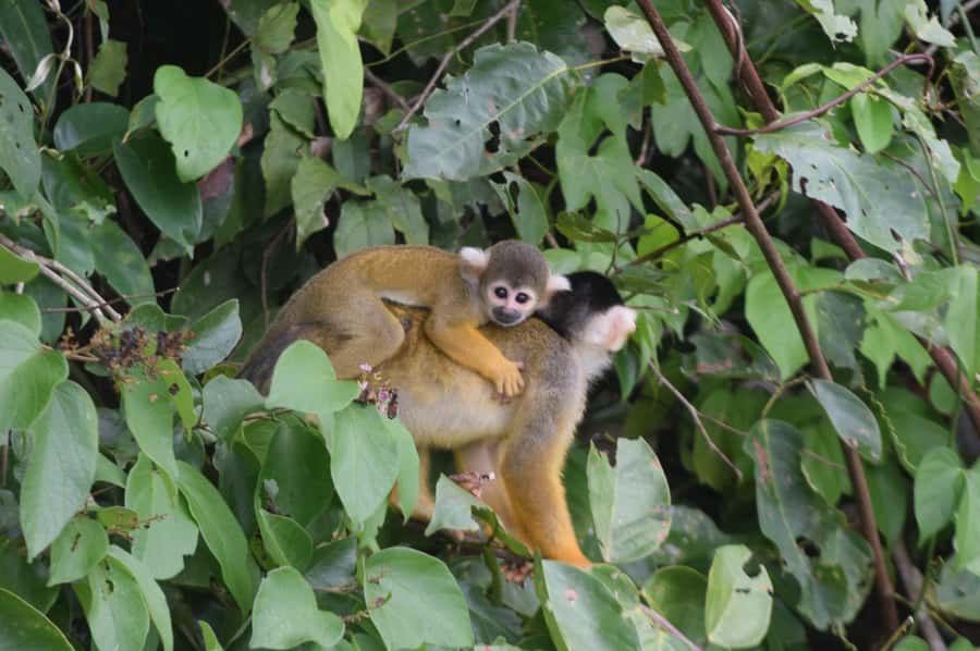 Puerto Maldonado: 4-Day Tambopata Rainforest Tour - Key points to know before you book
