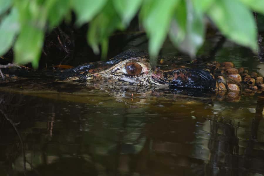 Puerto Maldonado: 4-Day Tambopata Rainforest Tour - A riverside jungle house, not a luxury lodge