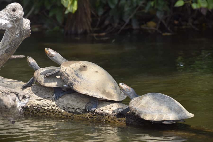 Puerto Maldonado: 4-Day Tambopata Rainforest Tour - Day two: river search and Lake Sandoval