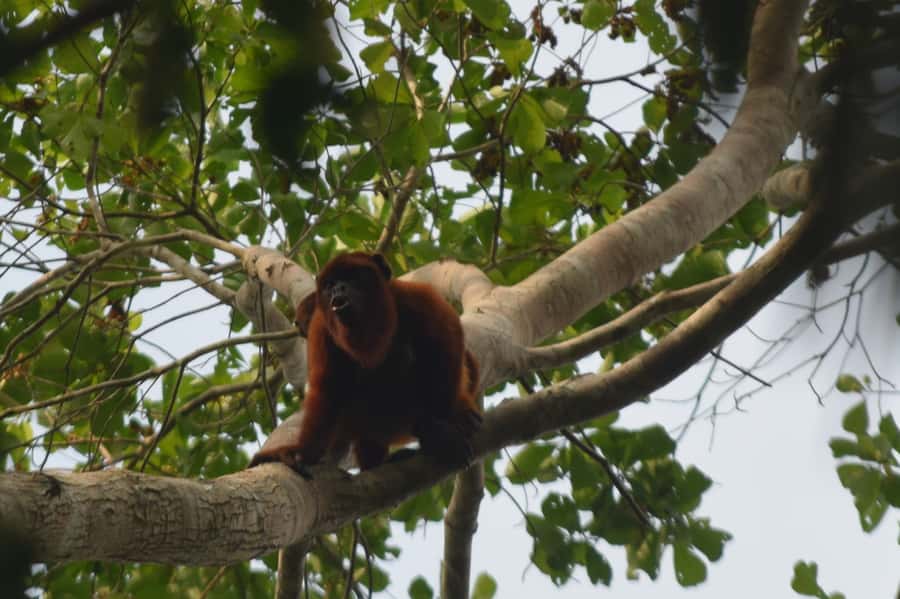 Puerto Maldonado: 4-Day Tambopata Rainforest Tour - Day four: the clay lick before breakfast