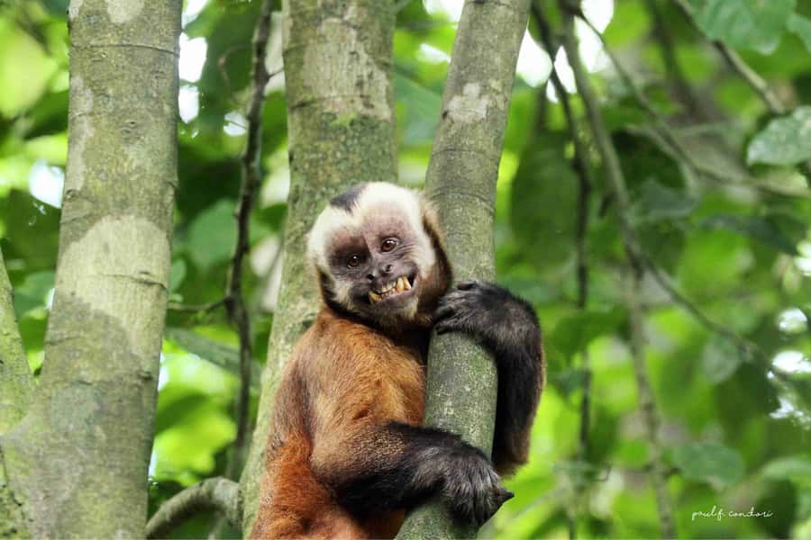 Puerto Maldonado: Sandoval Lake 4-Day, 3-Night Guided Tour - Day three, 30 meters above the forest floor