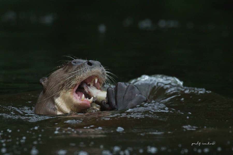 Puerto Maldonado: Sandoval Lake 4-Day, 3-Night Guided Tour - What the $300 price really buys you