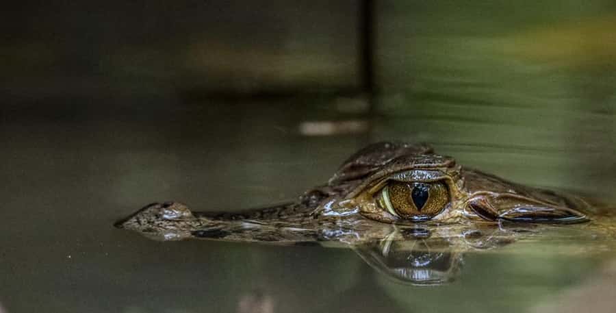 Puerto Maldonado: Sandoval Lake Full-Day Trip with Canoeing - The guide can make or break the day