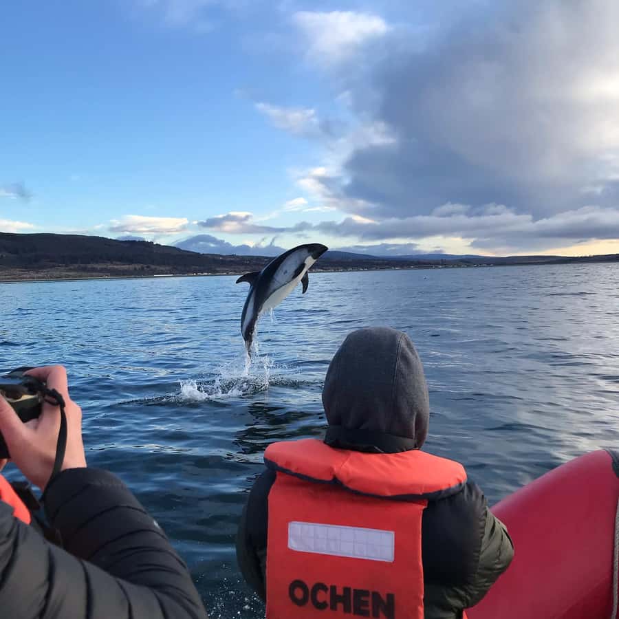 Punta Arenas: Dolphin & Wildlife Watching - What the Punta Arenas dolphin trip is really like