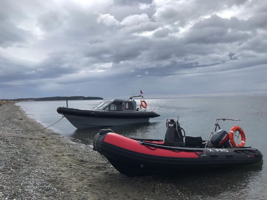 Punta Arenas: Dolphin & Wildlife Watching - Searching for Peale’s dolphins near shore