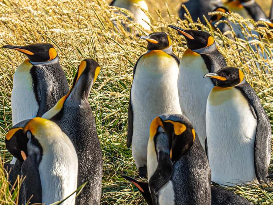 Punta Arenas: Full Day Tierra del Fuego & King Penguins - Why the King Penguins are worth the long day