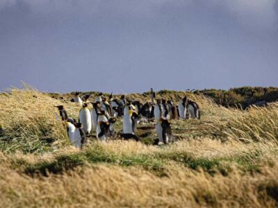 Punta Arenas: Full Day Tierra del Fuego & King Penguins