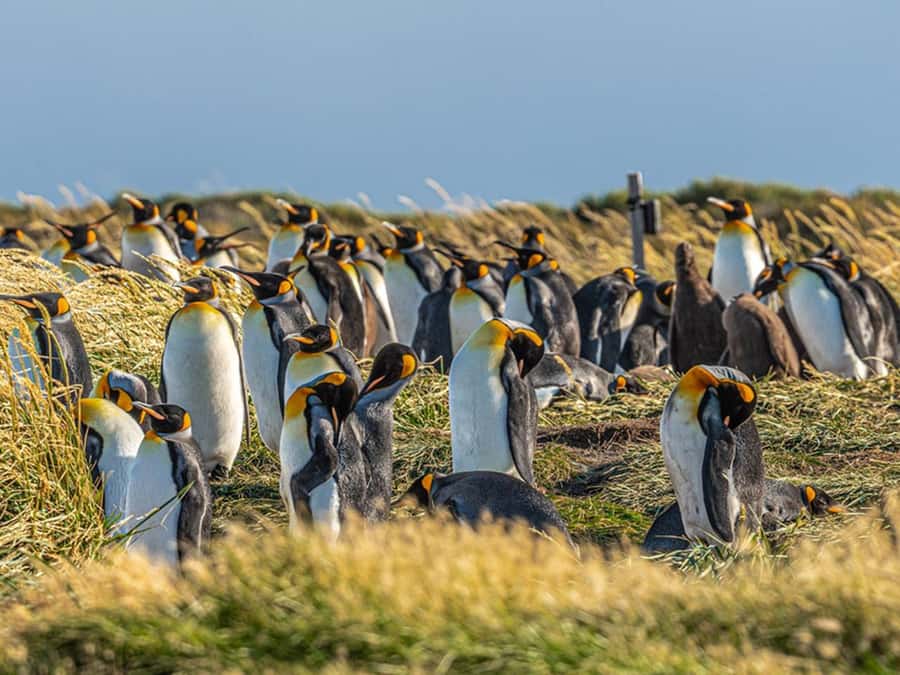 Punta Arenas: Full Day Tierra del Fuego & King Penguins - Guides can make or break the day