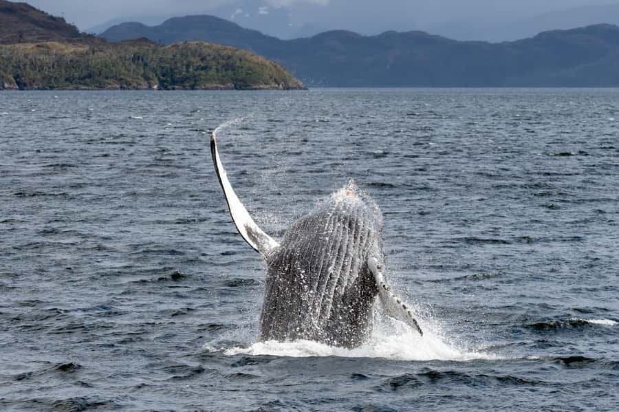 Punta Arenas: Full-Day Whales, Penguins, and Glaciers Tour - Key points to know before booking