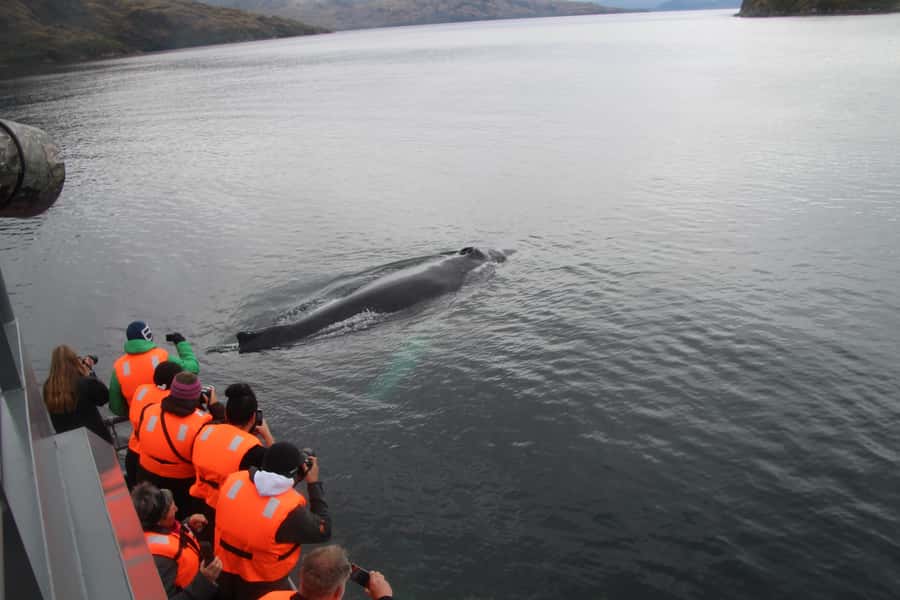 Punta Arenas: Full-Day Whales, Penguins, and Glaciers Tour - Is the $365 price fair?