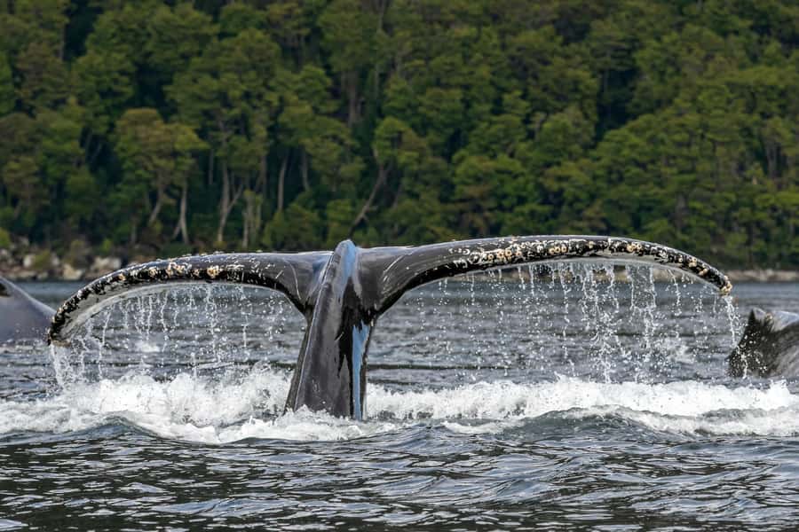 Punta Arenas: Full-Day Whales, Penguins, and Glaciers Tour - Why this Punta Arenas trip is special
