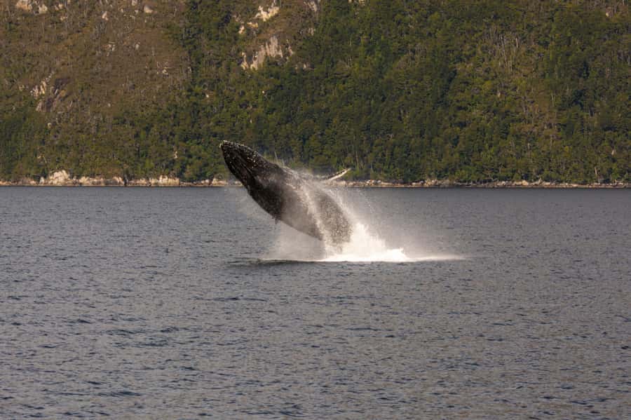 Punta Arenas: Full-Day Whales, Penguins, and Glaciers Tour - Three hours in Francisco Coloane Marine Park