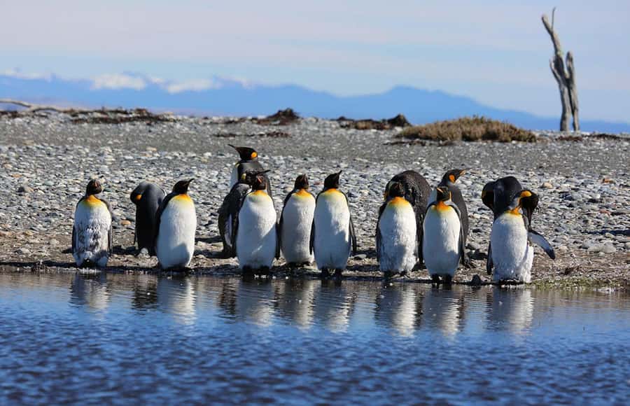 Punta Arenas: King Penguin Park and Tierra del Fuego Trip - Porvenir: a short stop in a far-southern town