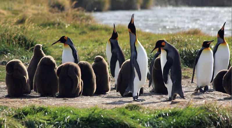 Punta Arenas: King Penguin Park and Tierra del Fuego Trip - The road to Bahía Inútil