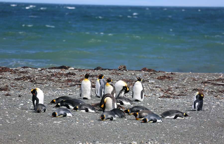 Punta Arenas: King Penguin Park and Tierra del Fuego Trip - One hour with the colony