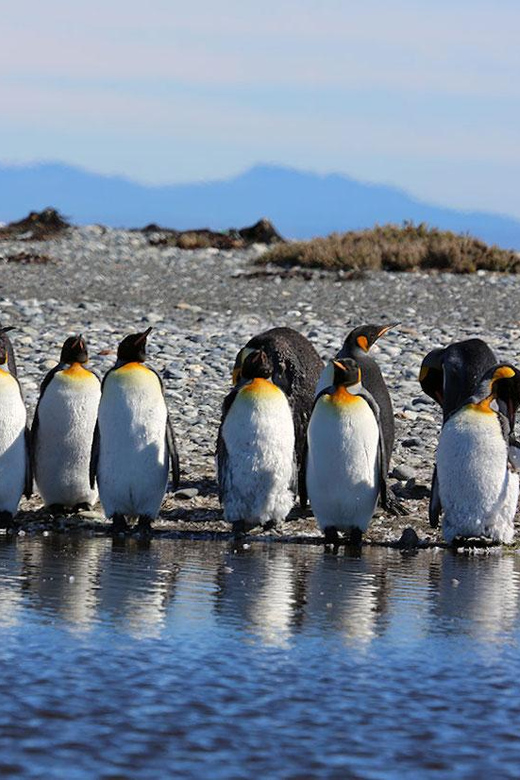 Punta Arenas: King Penguin Park and Tierra del Fuego Trip - Cerro Sombrero and the oil-town story