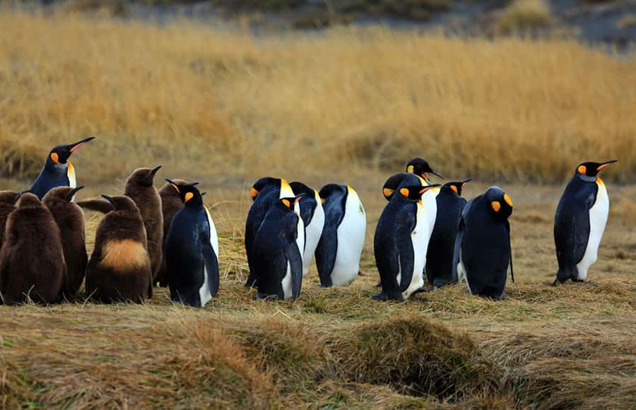 Punta Arenas: King Penguin Park and Tierra del Fuego Trip - What the $180 price really covers
