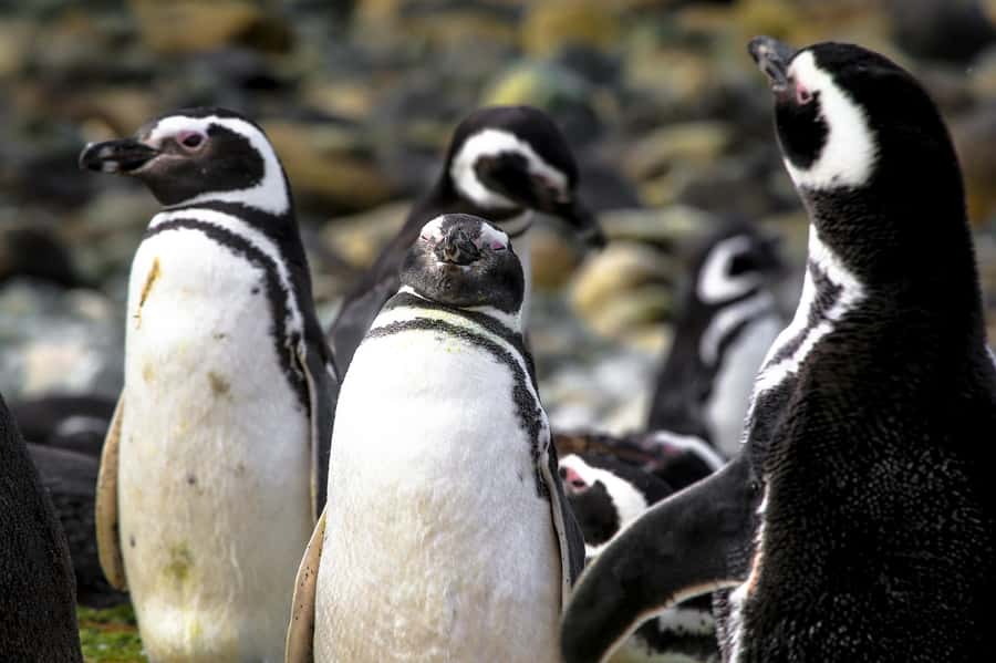 Punta Arenas: Magdalena Island Navigation & Penguin Walk - What the boat crossing is like