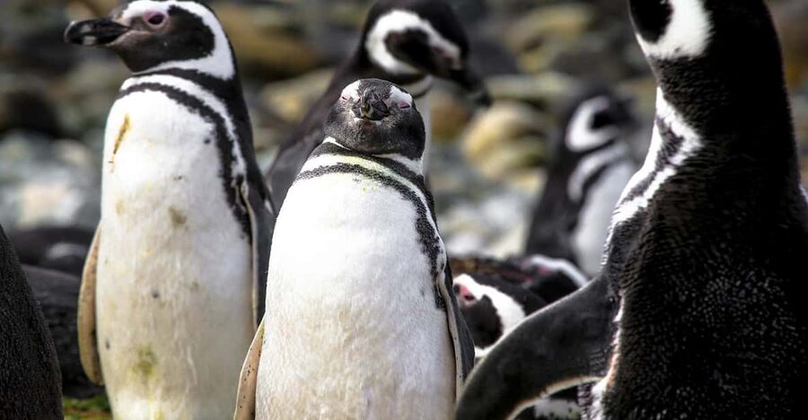 Punta Arenas: Magdalena Island Navigation & Penguin Walk - Wildlife beyond the penguin colony