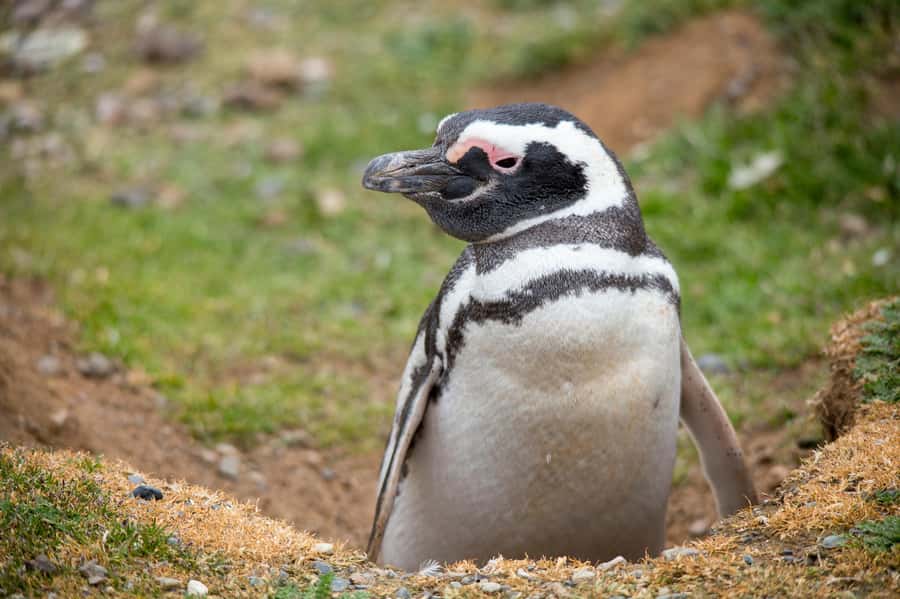 Punta Arenas: Magdalena Island Navigation & Penguin Walk - Is the $209 price fair?