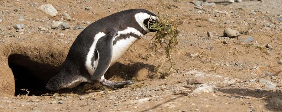 Punta Arenas: Magdalena Island Navigation & Penguin Walk - What to bring for a comfortable five hours