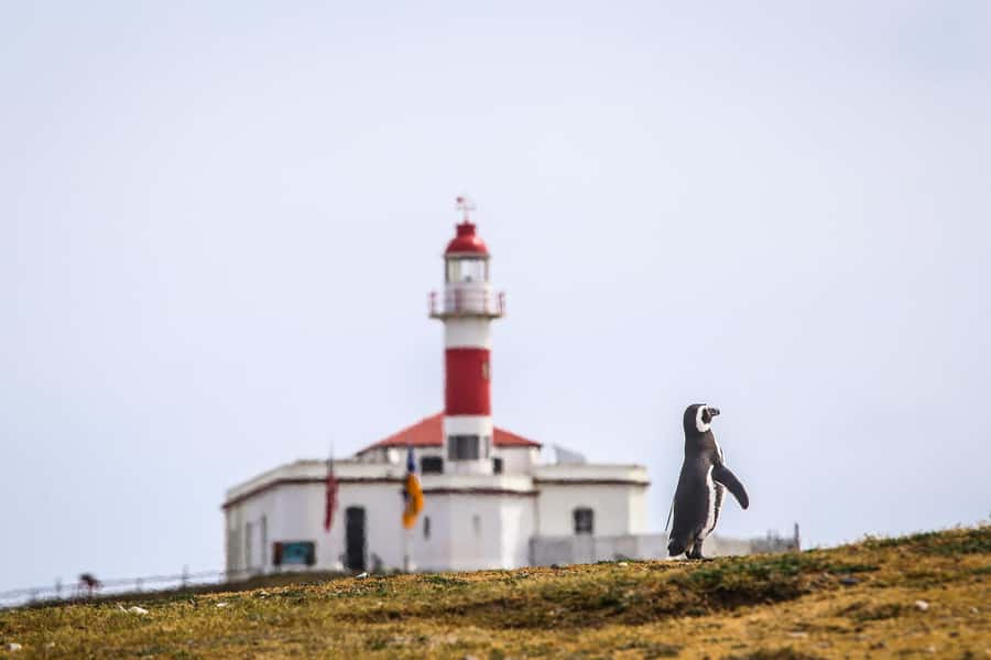 Punta Arenas: Magdalena Island Navigation & Penguin Walk - Picking the right departure from Punta Arenas