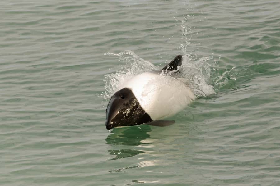 Punta Arenas: Walk with Penguins on Magdalena & Marta Island - Who should book this experience?