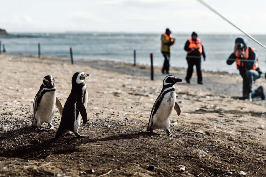 Punta Arenas: Walk with Penguins on Magdalena & Marta Island - Why Magdalena Island is worth the trip