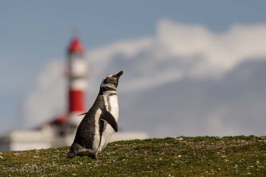 Punta Arenas: Walk with Penguins on Magdalena & Marta Island - One hour among the penguins