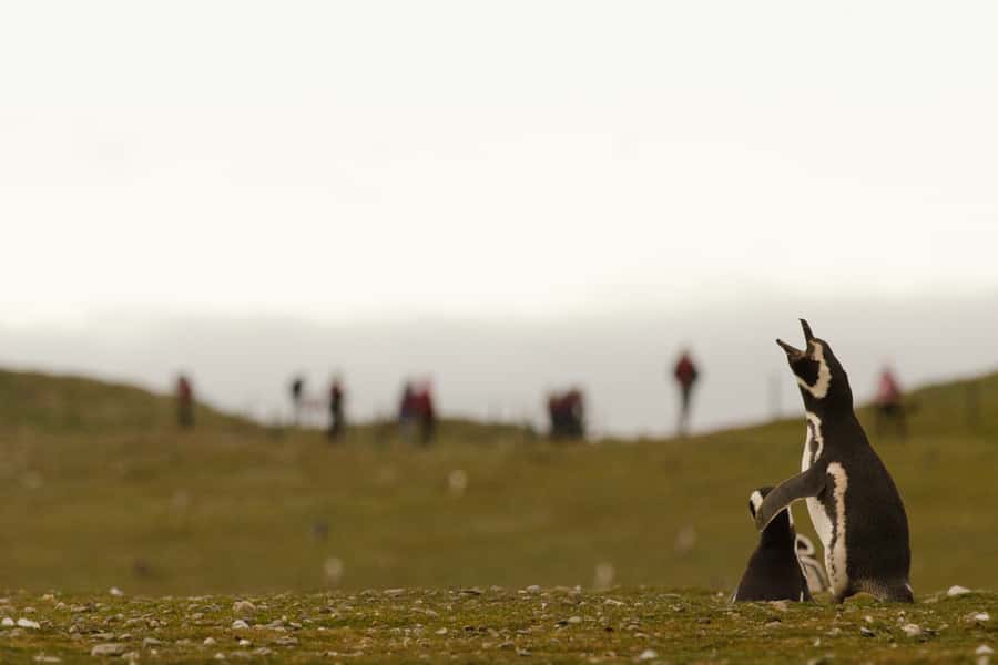 Punta Arenas: Walk with Penguins on Magdalena & Marta Island - Timing, group size, and comfort