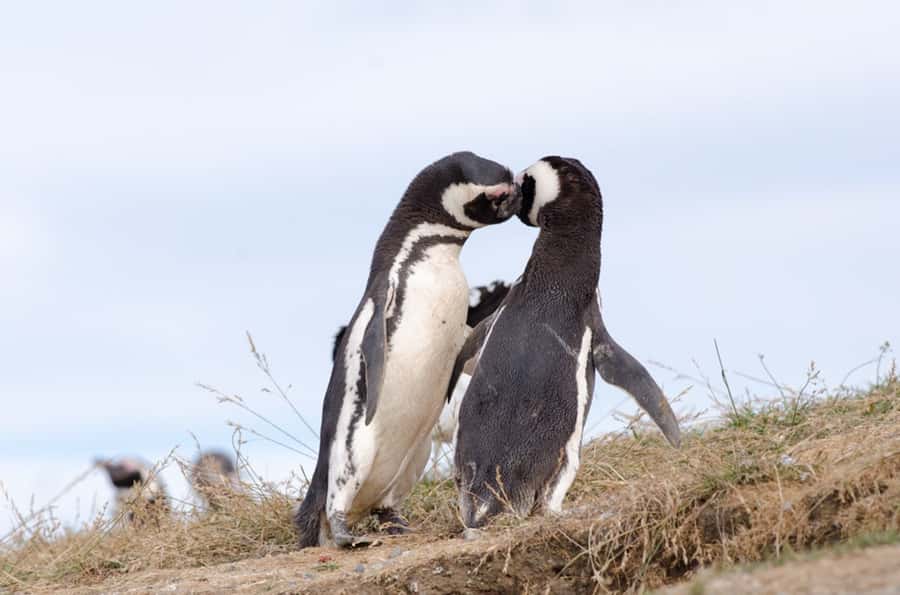 Punta Arenas: Walk with Penguins on Magdalena & Marta Island - The morning transfer to Laredo Bay
