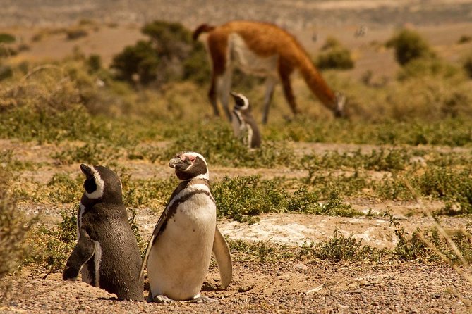 Punta Tombo Shore Excursion w/box Lunch(Shared tour for cruises) - What the guide adds to the experience